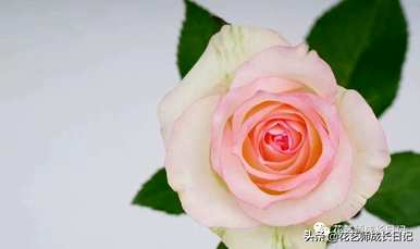花店粉玫瑰品种，粉玫瑰品种有哪些？