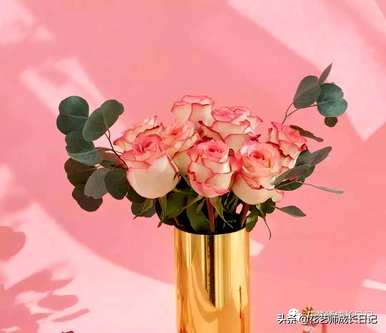 花店粉玫瑰品种，粉玫瑰品种有哪些？
