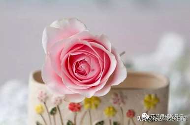 花店粉玫瑰品种，粉玫瑰品种有哪些？