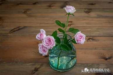 花店粉玫瑰品种，粉玫瑰品种有哪些？