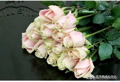 花店粉玫瑰品种，粉玫瑰品种有哪些？