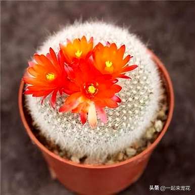 什么品种的仙人球好？瘤玉属仙人球品种