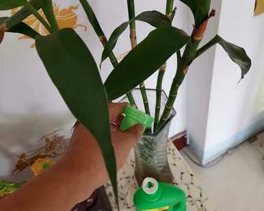 如何养殖富贵竹，如何养殖富贵竹