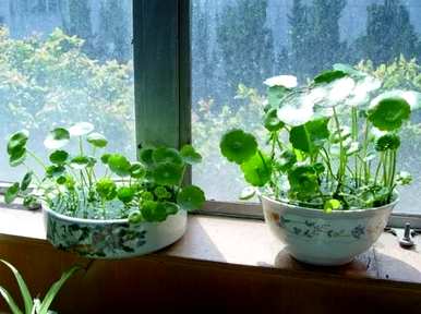 铜钱草的水里长着苔藓。铜钱草能在水里养吗？