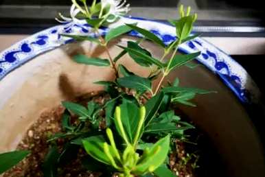 如何扦插金银花繁殖，如何扦插金银花生存