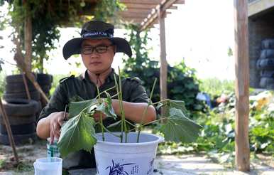 如何种植花盆葡萄树，如何种植花盆葡萄树而不挂果