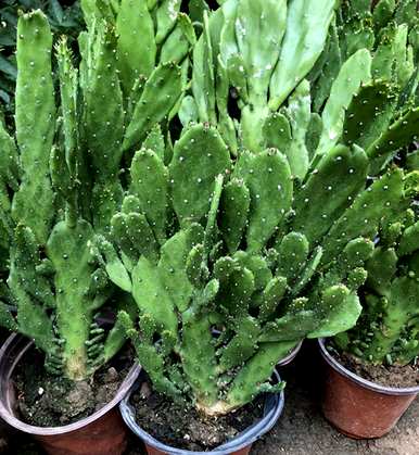 仙人掌适合种植什么土壤？仙人掌能和土壤混合吗？