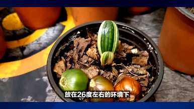 怎样种辣椒才能高产，怎样种辣椒才能高产？