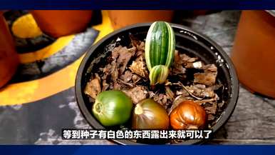 怎样种辣椒才能高产，怎样种辣椒才能高产？