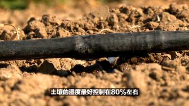 怎样种辣椒才能高产，怎样种辣椒才能高产？