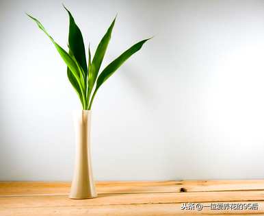 如何养富贵竹才茂盛，如何养富贵竹才茂盛