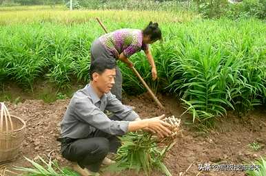 如何种植生姜产量高，如何施肥生姜产量高