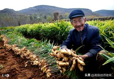 如何种植生姜产量高，如何施肥生姜产量高