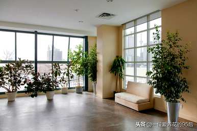 如何养富贵竹才茂盛，如何养富贵竹才茂盛