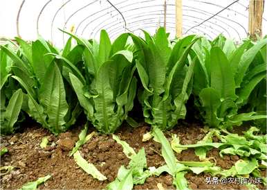 什么时候种油麦菜，什么时候种油麦菜？