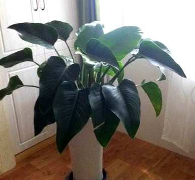 金钻花图多久浇水一次，如何维护和浇水金钻植物？