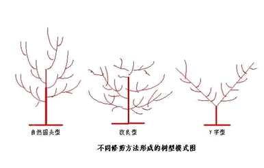 杏树最好在几个月内修剪。如何修剪杏树产量高？