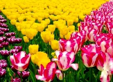 郁金香什么时候开花，郁金香什么时候开花
