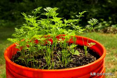 胡萝卜高产需要什么肥料？如何管理胡萝卜高产？