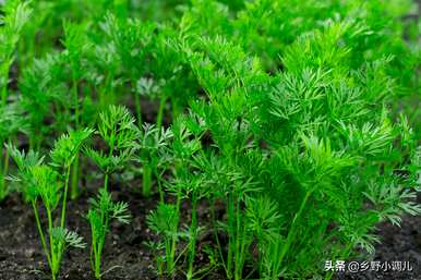胡萝卜高产需要什么肥料？如何管理胡萝卜高产？