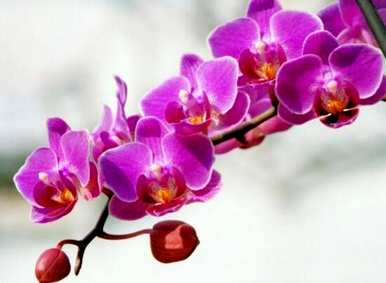 如何维护蝴蝶兰花期，如何调整蝴蝶兰花期？