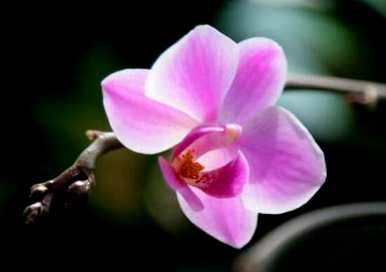如何维护蝴蝶兰花期，如何调整蝴蝶兰花期？