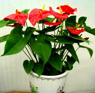 红掌花怎么养花开得更鲜红，红掌花怎么养才会郁郁葱葱