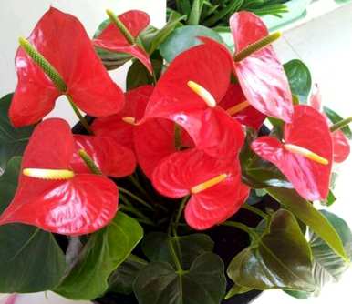 红掌花怎么养花开得更鲜红，红掌花怎么养才会郁郁葱葱
