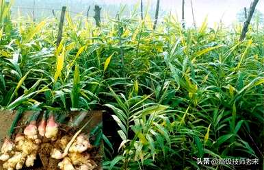 姜什么时候种得最好，姜的行距有多合适？