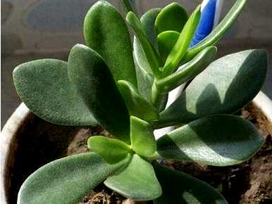 厚脸皮植物怎样养才壮，厚脸皮植物能治什么病？