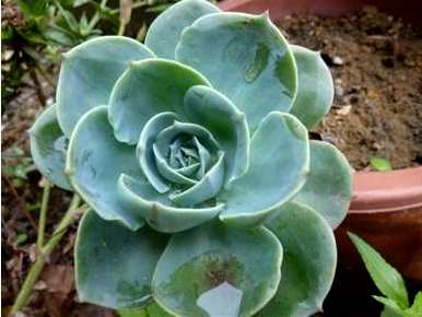 厚脸皮植物怎样养才壮，厚脸皮植物能治什么病？