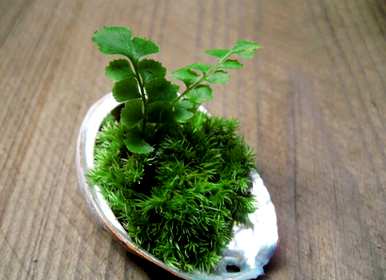 干苔藓能养什么花？苔藓怎么长得好？