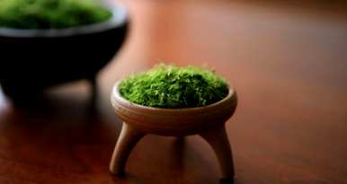 干苔藓能养什么花？苔藓怎么长得好？