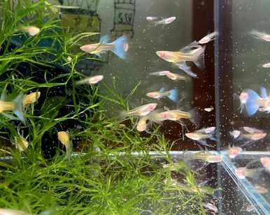 如何饲养孔雀鱼苗，高密度饲养孔雀鱼苗