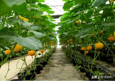 如何种植南瓜才能高产，如何种植高产管理的南瓜