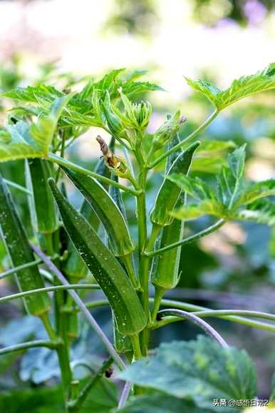 黄秋葵种子发芽多久？如何种植黄秋葵种子？