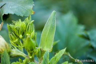 黄秋葵种子发芽多久？如何种植黄秋葵种子？