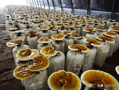 如何食用人工养殖灵芝，如何培育人工养殖灵芝