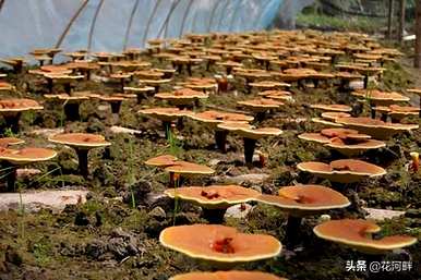 如何食用人工养殖灵芝，如何培育人工养殖灵芝