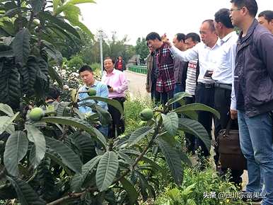 枇杷核种植枇杷几年，枇杷种植几年才能结果
