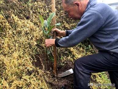 枇杷核种植枇杷几年，枇杷种植几年才能结果