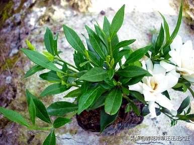 小叶栀子花容易养吗？如何养殖岛上小叶栀子花下山桩？