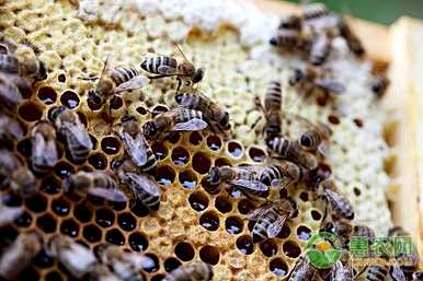 养蜜蜂的方法是什么？塑料桶养蜜蜂的正确方法是什么？