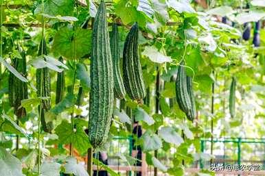 夏天种什么菜合适，广州夏天种什么菜？