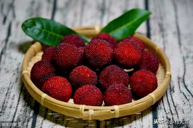 杨梅树什么时候种植最好？杨梅树新苗修剪种植技术