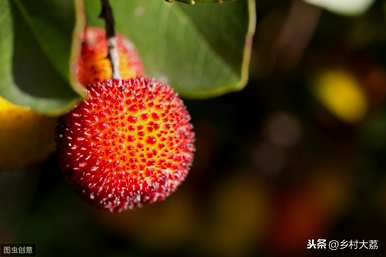 杨梅树什么时候种植最好？杨梅树新苗修剪种植技术
