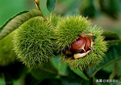 板栗如何嫁接成活率高，板栗什么季节嫁接最好？