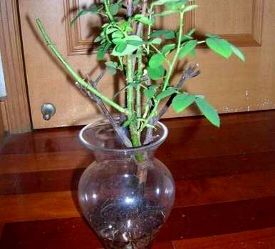 月季能水培吗？月季能长期水培吗？