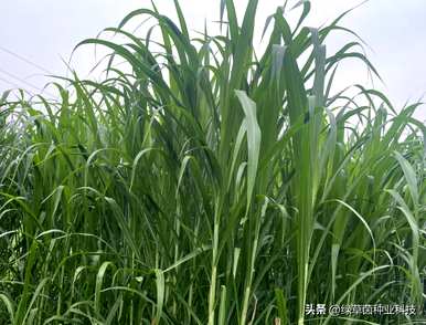 什么时候种甜象草最好，什么时候种甜象草最好？