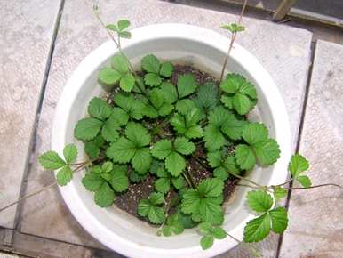 新手如何种植草莓籽视频，新手如何种植草莓籽
